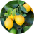 Citrus Extract
