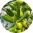 Olive Extract