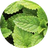 Peppermint Extract